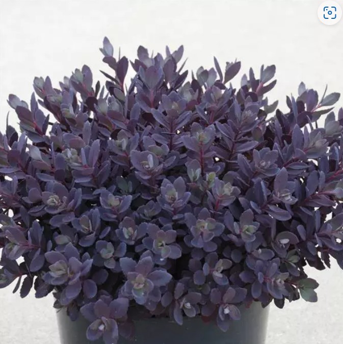 Sedum SunSparkler® Plum Dazzled