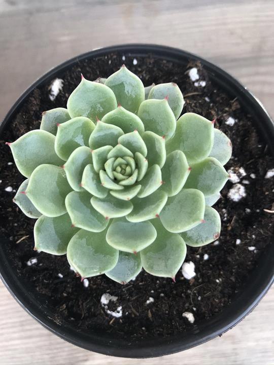 Echeveria 'Elegans'