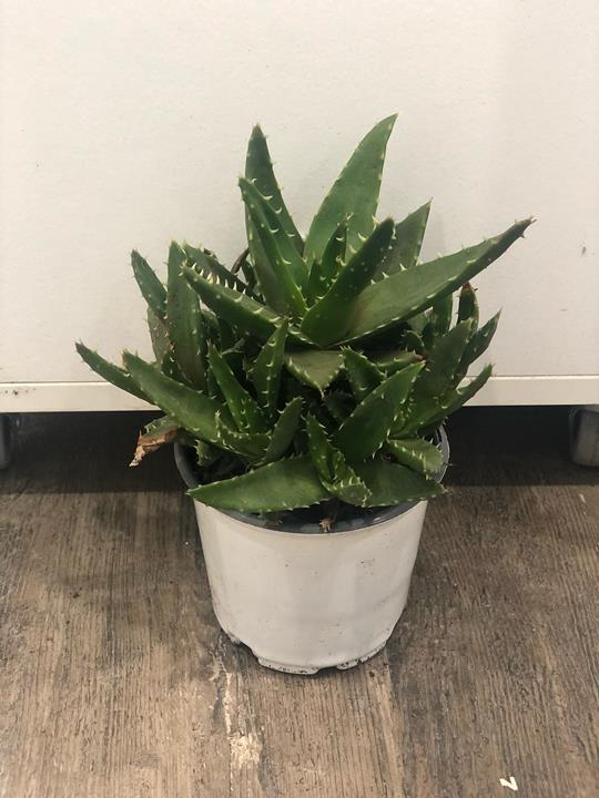 Aloe brevifolia