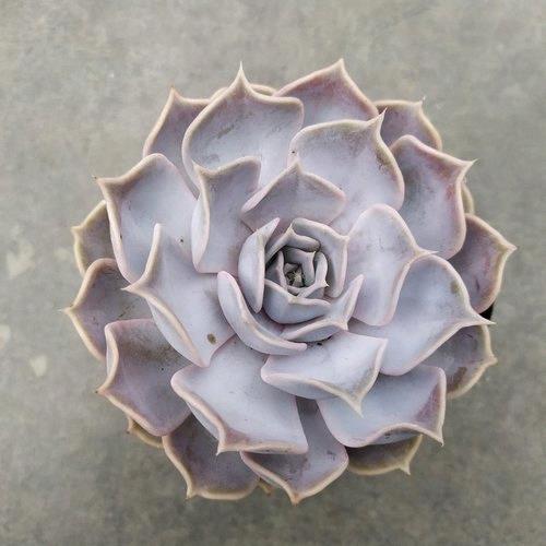 Echeveria lilacina