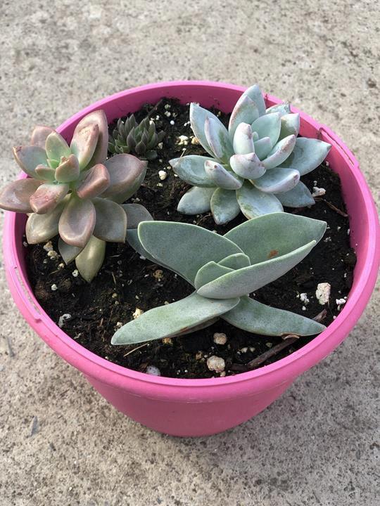 Succulentes mix - Variés