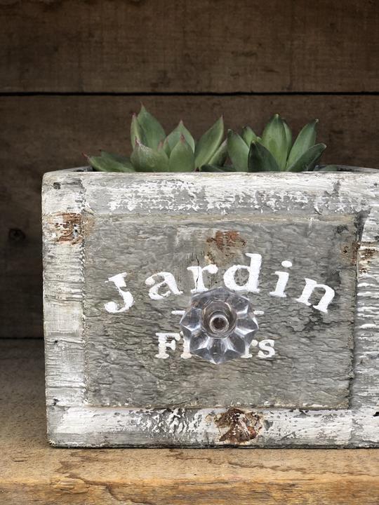 Succulentes Mix Variés tiroir
