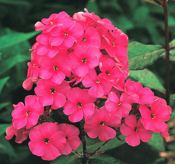 Phlox subulata 'Emerald Blue'