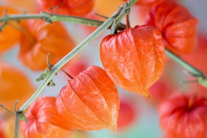 Physalis alkekengi var. franchetti