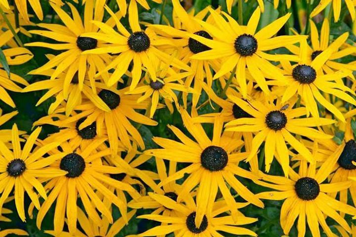 Rudbeckia fulgida 'Goldsturm' 