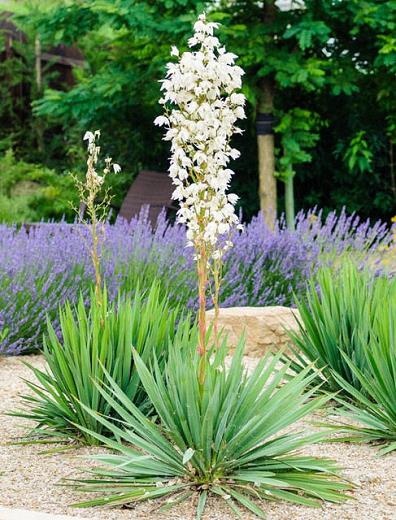 Yucca filamentosa