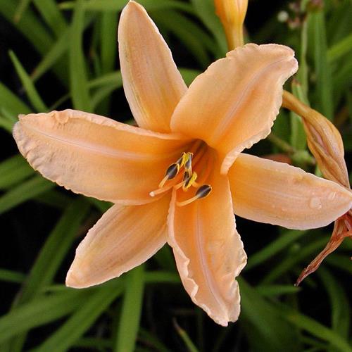 Hemerocallis 'Rosy Returns'