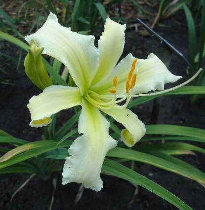 Hemerocallis 'Heavenly Angel Ice'