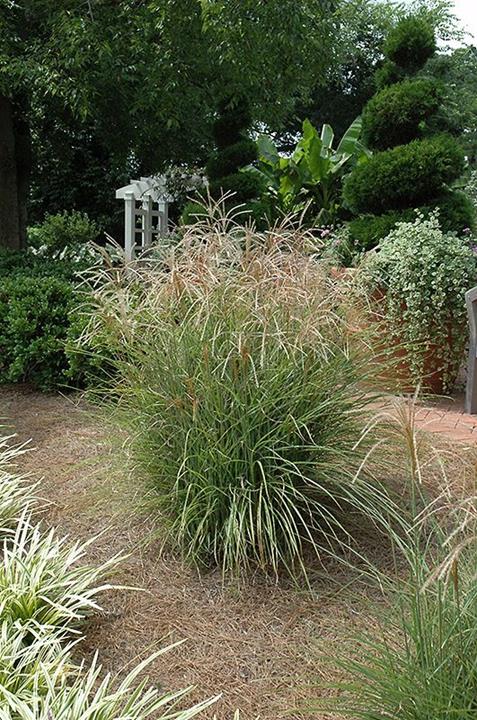 Miscanthus sinensis 'Huron Sunrise'