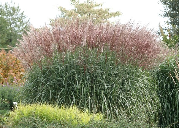 Miscanthus sinensis 'Kleine Fontäne'