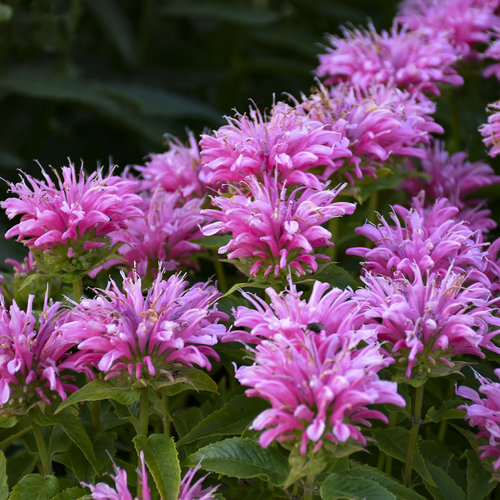 Monarda Upscale 'Pink Chenille'