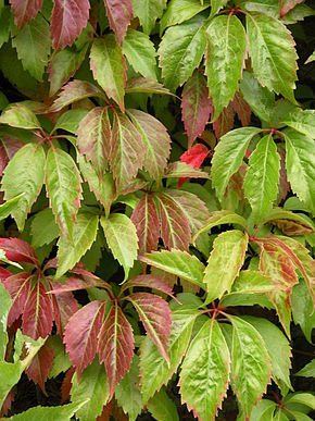 Parthenocissus quinquefolia 