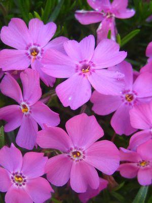 Phlox subulata 'Emerald Pink'