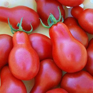 Tomate poire rouge