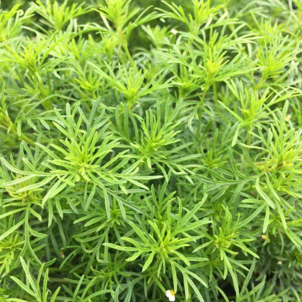 Tagetes filifolia 'DropShot'