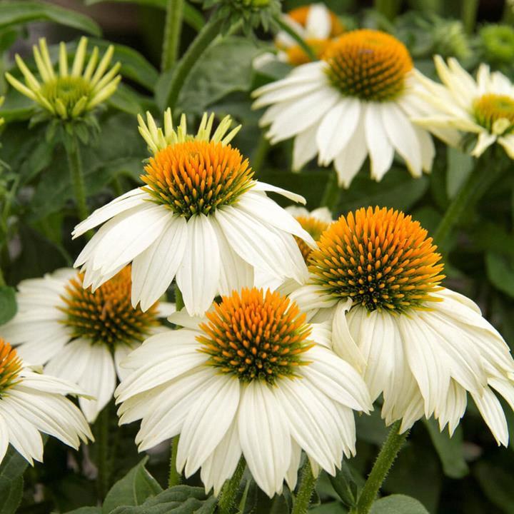 Echinacea purpurea 'PowWow White'
