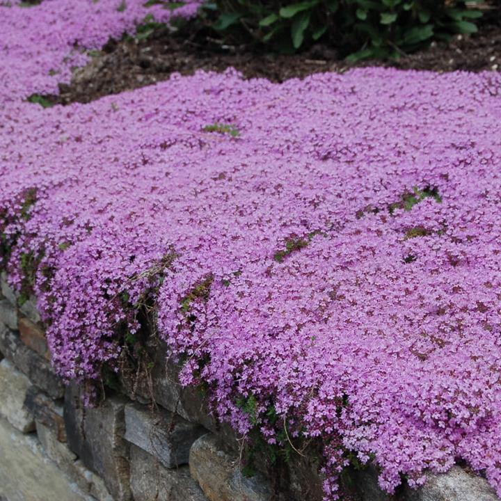 Thymus serpyllum Purple Carpet