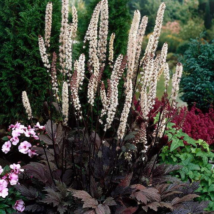 Actaea (Cimicifuga) simplex 'Brunette'