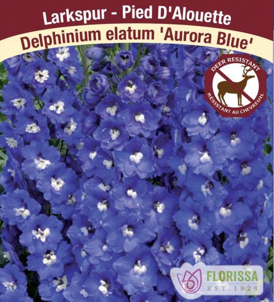 Delphinium elatum 'Aurora Blue'