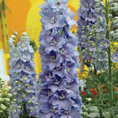 Delphinium elatum 'Guardian Blue'