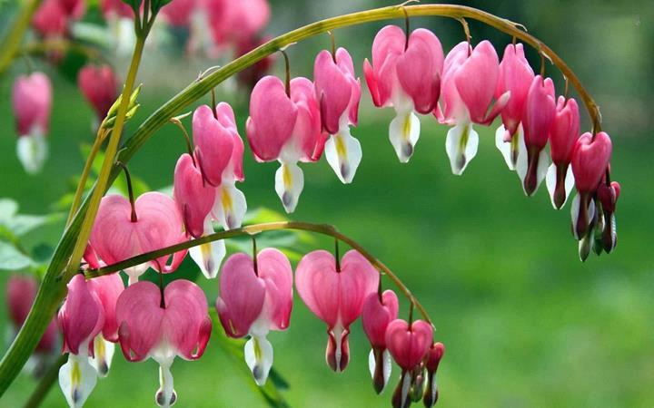 Dicentra spectabilis 