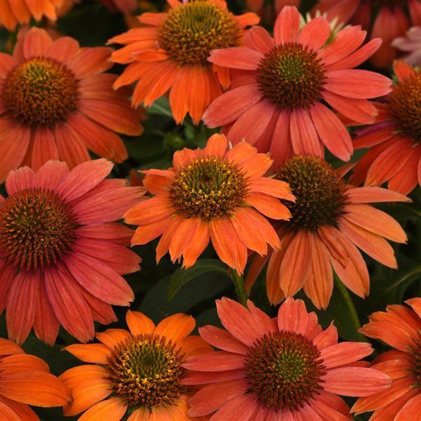 Echinacea Artisan 'Red Ombré'