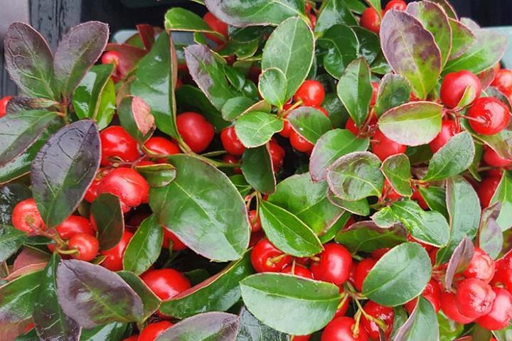 Gaultheria procumbens (Thé des Bois)