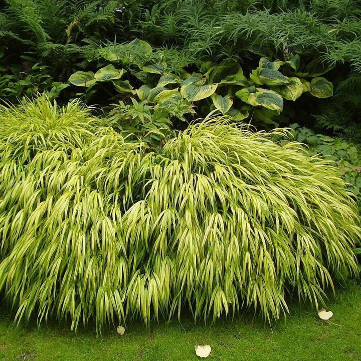 Hakonechloa macra 'Aureola'