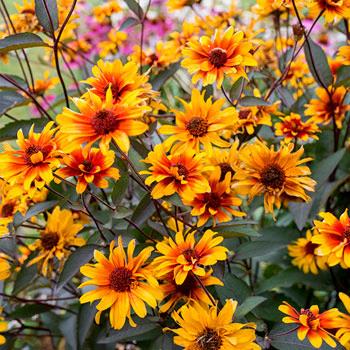 Heliopsis helianthoides var. scabra 'Burning Hearts'