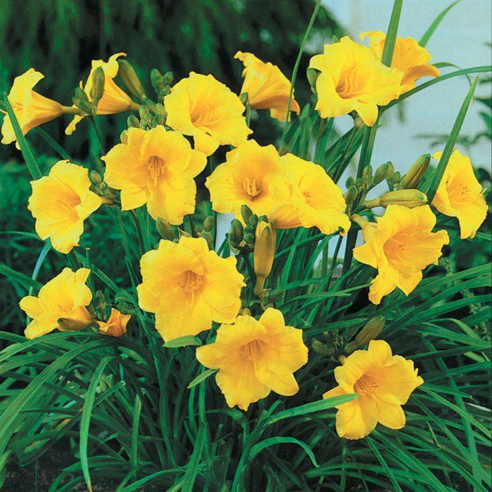 Hemerocallis 'Stella D'Oro'