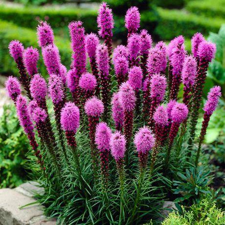 Liatris spicata 'Floristan Violet'