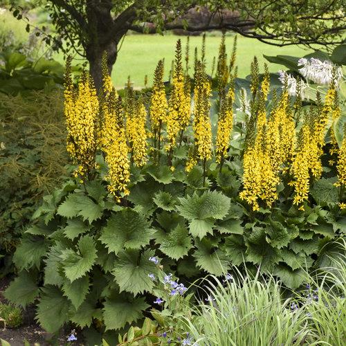 Ligularia stenocephala 'The Rocket'