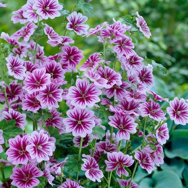 Malva sylvestris 'Zebrina'