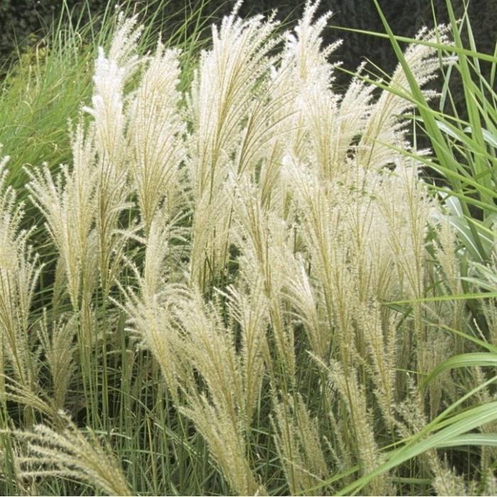 Miscanthus sinesis 'Graziella'