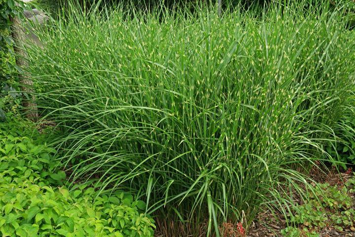 Miscanthus sinesis 'Strictus'