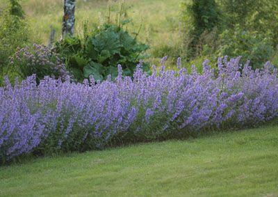 Nepeta faassenii 'Purrsian Blue'