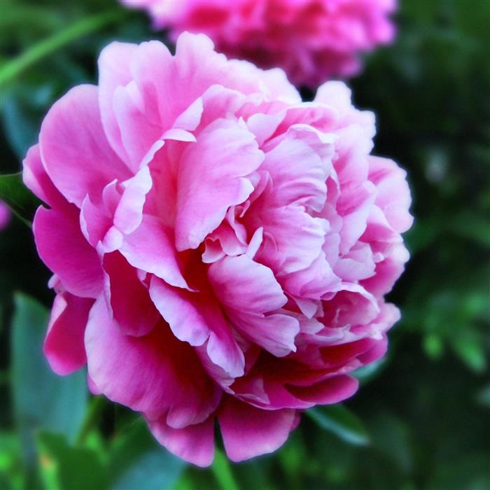 Paeonia 'Inspecteur Lavergne'