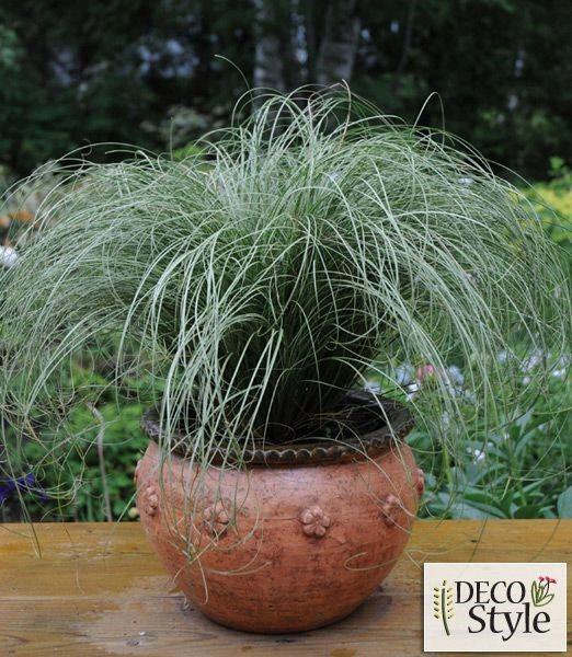Carex comans ‘Amazon Mist’