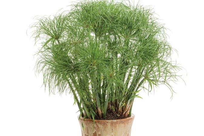 Cyperus papyrus Graceful Grasses® Prince Tut™ (Dwarf Egyptian Grass)