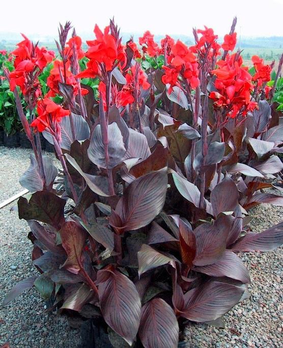 Canna Tropicanna® Black