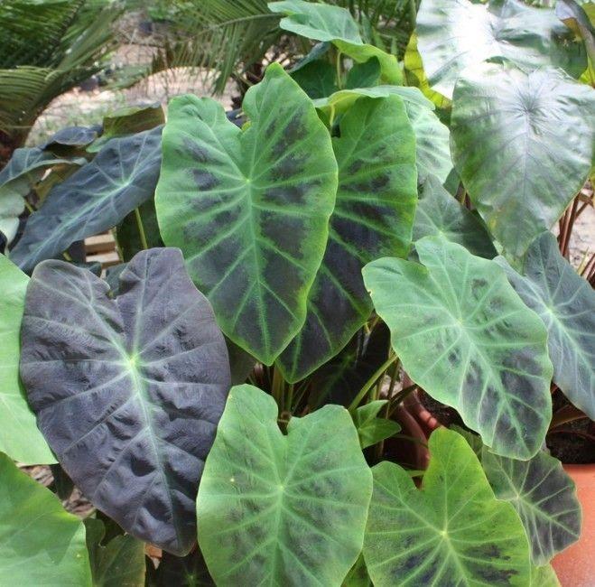 Colocasia esculenta 'Black Beauty'