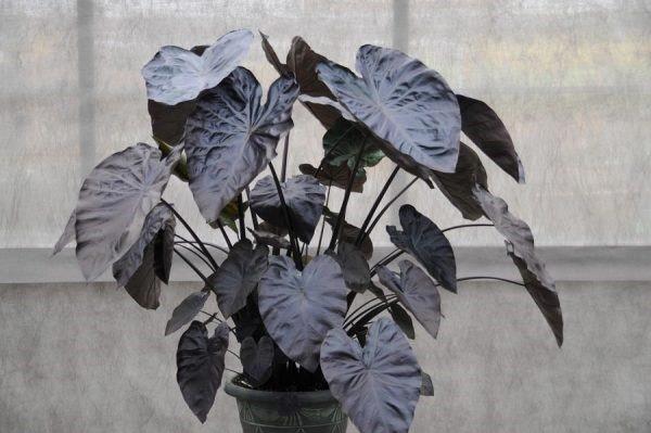 Colocasia esculenta Royal Hawaiian® ‘Black Coral’