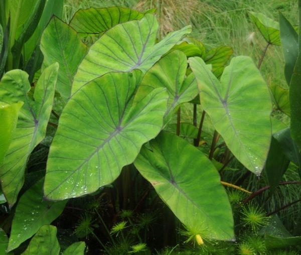 Colocasia esculenta Royal Hawaiian® ‘Blue Hawaii’