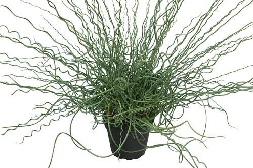 Juncus effusus 'Twister'