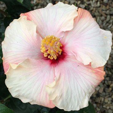 Hibiscus Prima Donna
