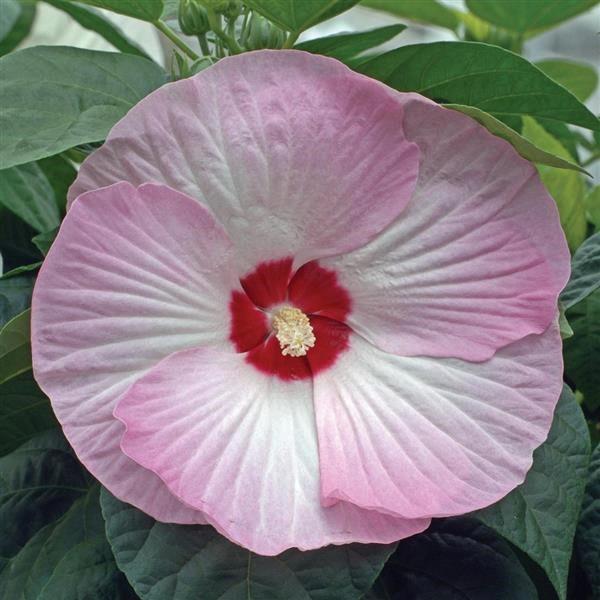 Hibiscus vivace Luna™ Pink Swirl