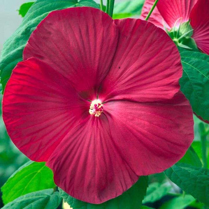 Hibiscus vivace Luna™ Red