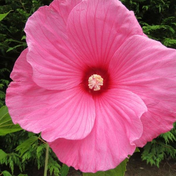Hibiscus vivace Luna™ Rose