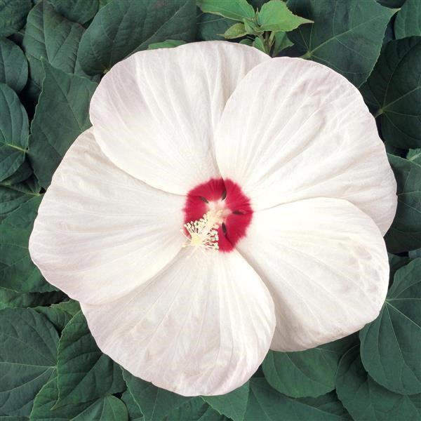 Hibiscus vivace Luna™ White with eye