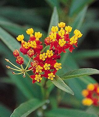 Asclepias tuberosa rouge (butterfly weed)
